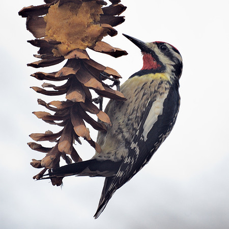 Yellow-Bellied Sapsucker, Central Park