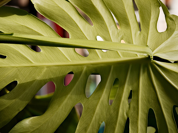 Leaf, East Hampton NY