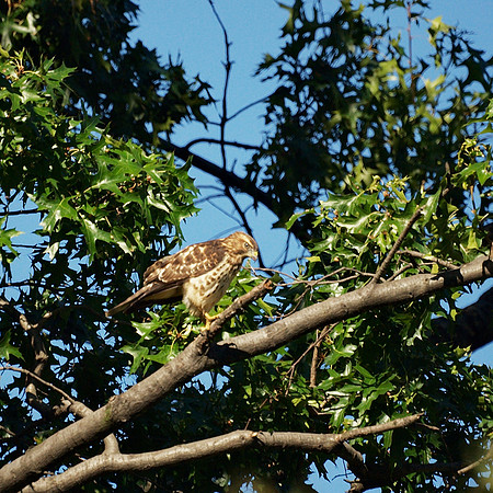 Broad-Winged Hawk, Central Park