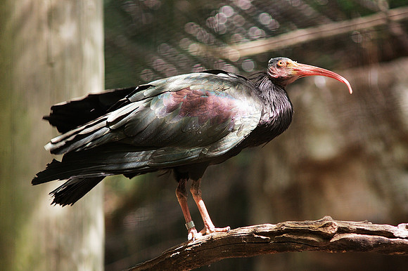 Waldrapp ibis, Bronx Zoo