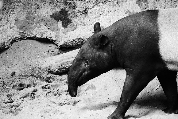 ENTER THE TAPIR