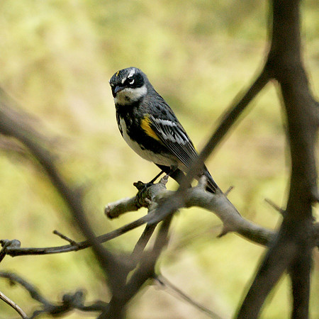 Yellow-Rumped Warbler, NY Botanical Garden