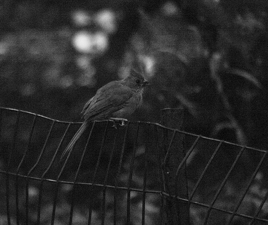 Young cardinal, Central Park