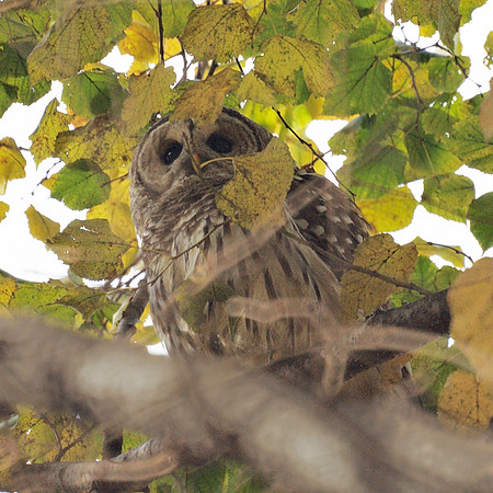 Barred Owl, Central Park