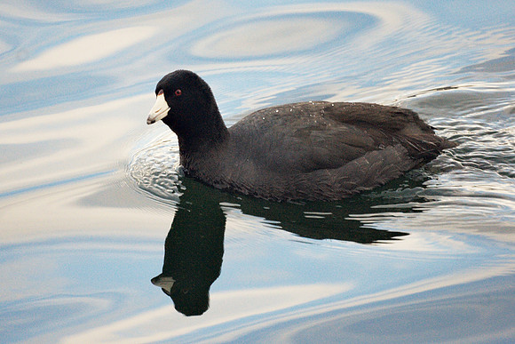 American Coot, Central Park Reservoir