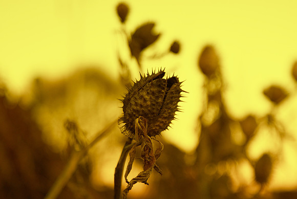 memory of summer