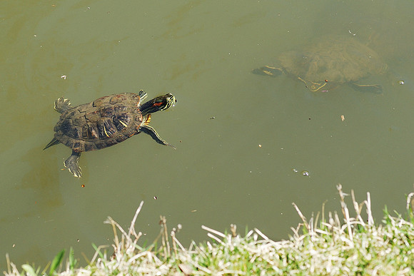 follow that turtle!