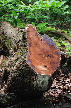 Tree stump, Azalea Pond