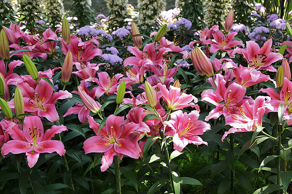 Oriental Hybrid Lilies, Longwood Gardens