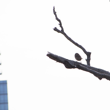 Song Sparrow, Hell's Kitchen