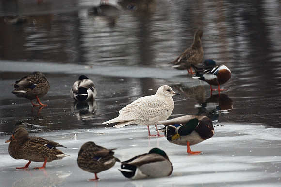 Iceland Gull and ducks, Central Park Lake