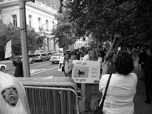 pro-goose protest