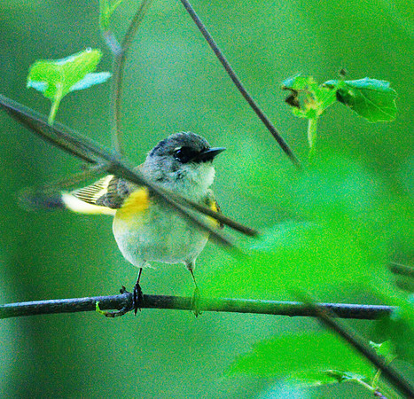 American Redstart juvenile