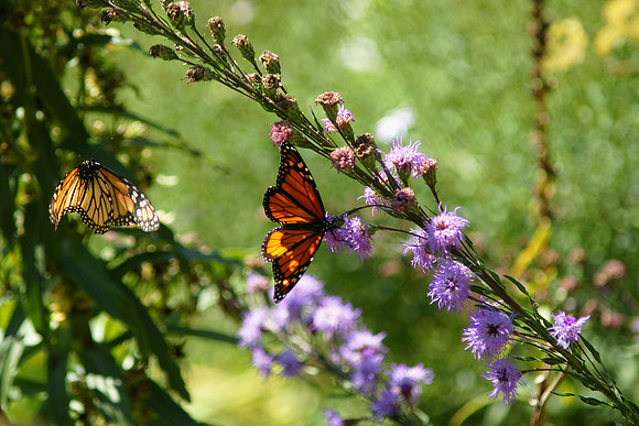 Monarch Butterflys