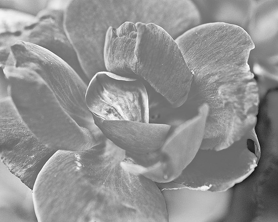 positive flower