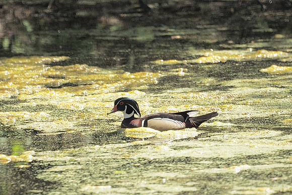 Wood Duck, NY Botanical Garden