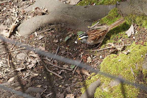 "Good fences make good neighbors"