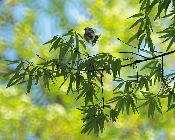 The warbler launches / into the Spring afternoon / he's got things to do