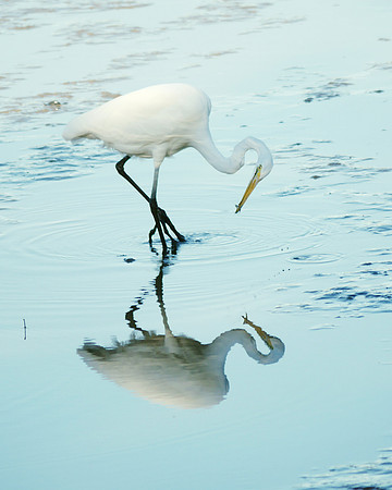 Great Egret fishing, Inwood Hill Park