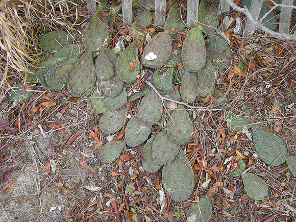 opuntias lying low