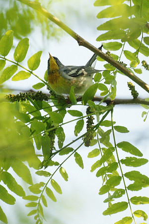 Northern Parula Warbler, Central Park