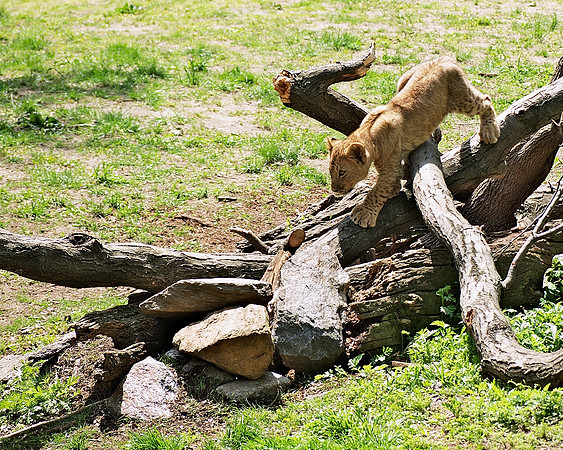 Lion Cub, Bronx Zoo