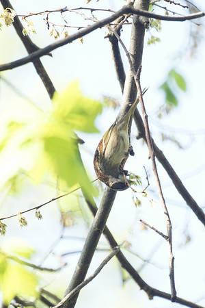 White-Throated Sparrow, Central Park