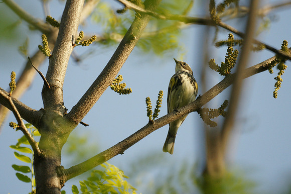 Yellow-Rumped Warbler, Central Park