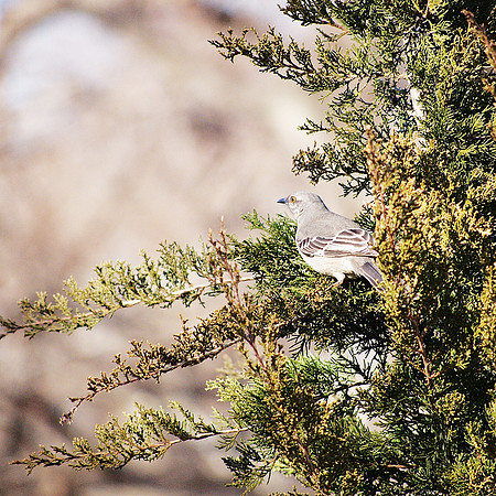 Mockingbird in Juniper Tree, Carl Schurz Park