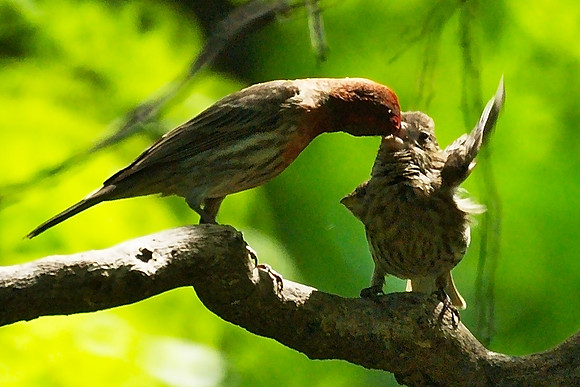 House Finch feeding