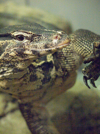 Water Monitor, up close