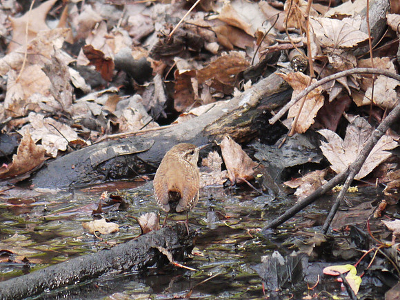 Winter Wren , Central Park