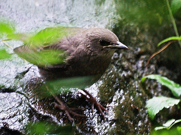 DSC02832-crop