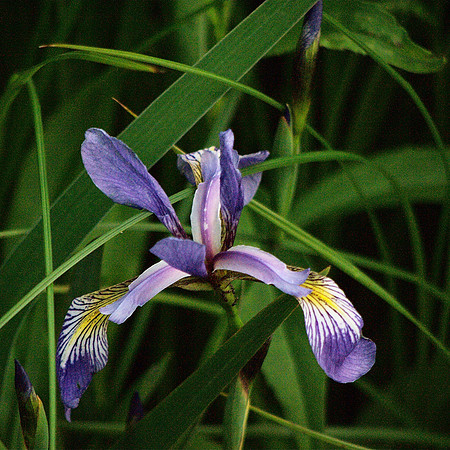 Iris, Turtle Pond