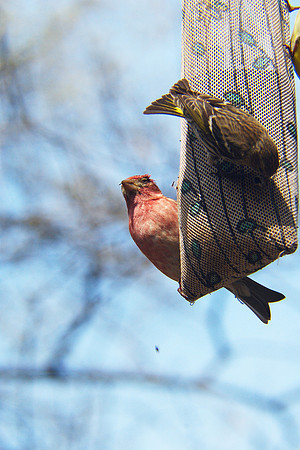 finches