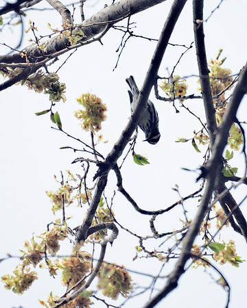 Black and White Warbler, Central park