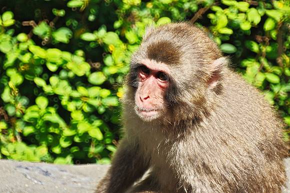 another monkey