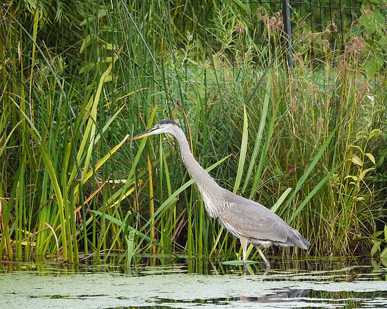 Great Blue Heron, Turtle Pond
