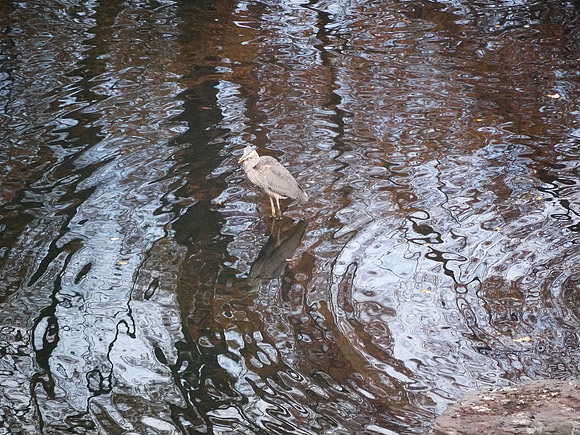 Great Blue Heron, Turtle Pond