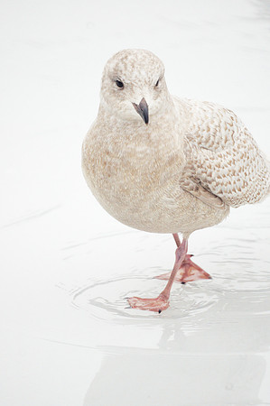 Iceland Gull, Central Park