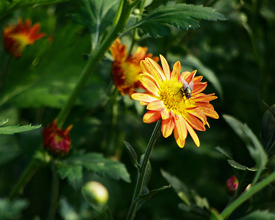 working in the garden