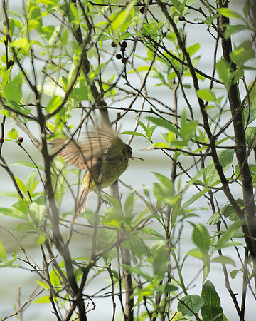 Palm Warbler, Central Park