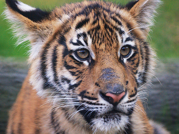 Siberian Tiger cub, Bronx Zoo