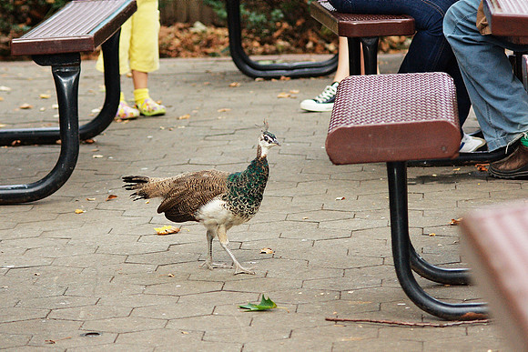 Peahen, Bronx Zoo