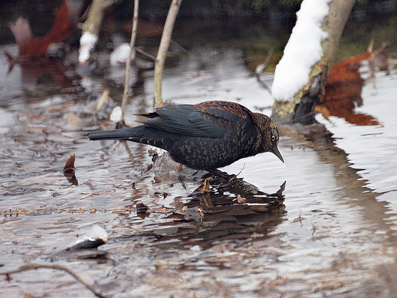 Rusty Blackbird, Central Park