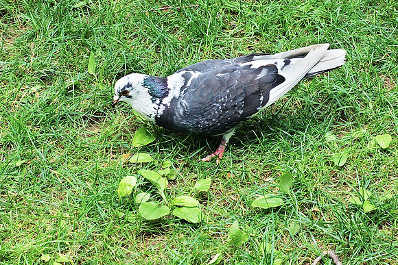 tearing up the grass
