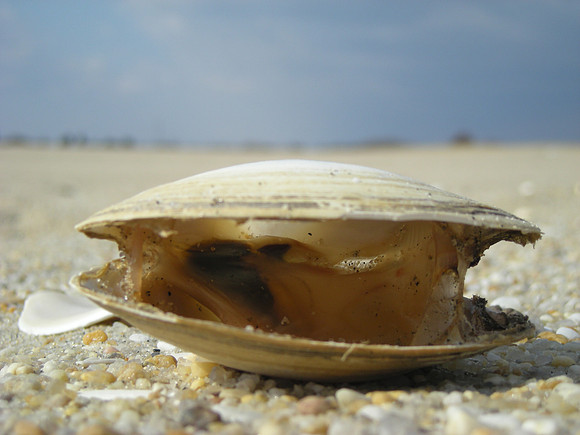 unhappy clam