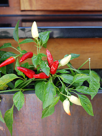 Windowbox chilis