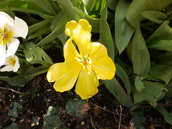 Tulip