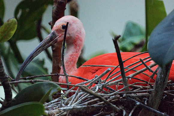 Scarlet Ibis on nest